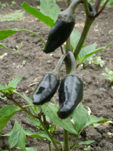 Black Hungarian - Gradina de legume 2012