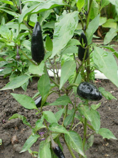 P6262097 - Gradina de legume 2012