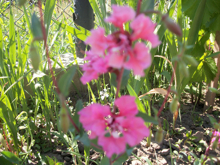 100_1064 - clarkia 2012