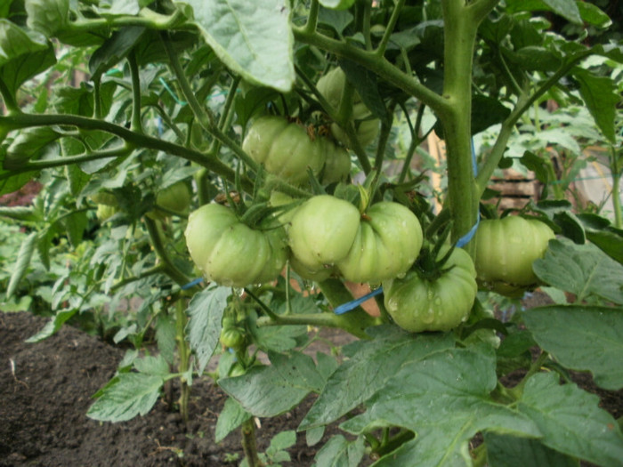 P6262161 - Gradina de legume 2012