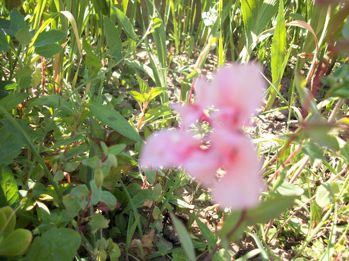 100_1068 - clarkia 2012