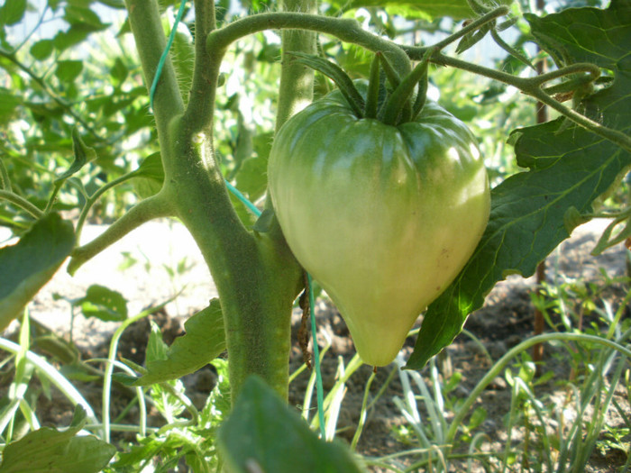 P7032639 - Gradina de legume 2012