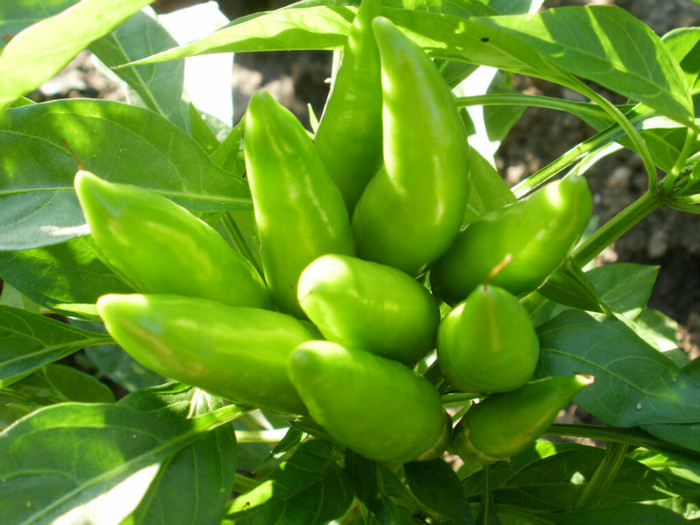 P7032667 - Gradina de legume 2012