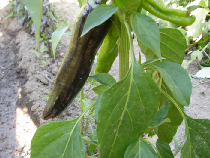 P7032670 - Gradina de legume 2012