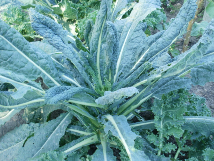 Kale Nero di Toscana - Gradina de legume 2012