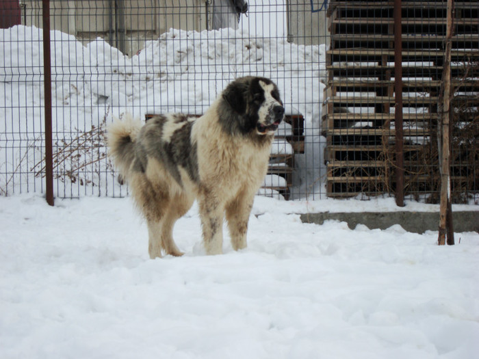 roua de brailita; aprox 1 an
