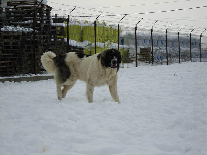 ranya de brailita; aprox 1 an
