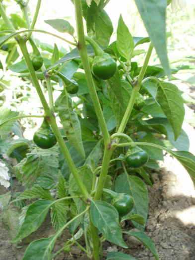 Ardei Iute - Gradina de legume 2012