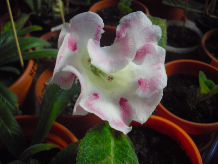 CIMG8179 - gloxinia 2012