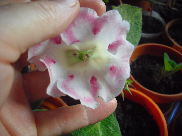 rosalinda camelia multumesc - gloxinia 2012