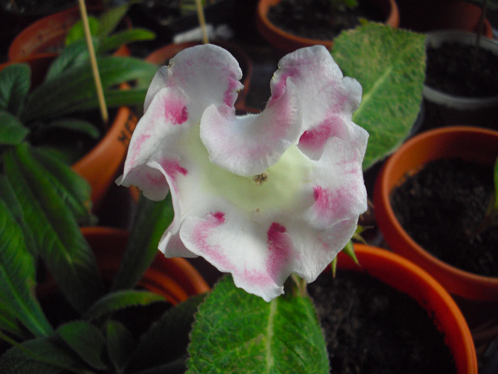 CIMG8181 - gloxinia 2012