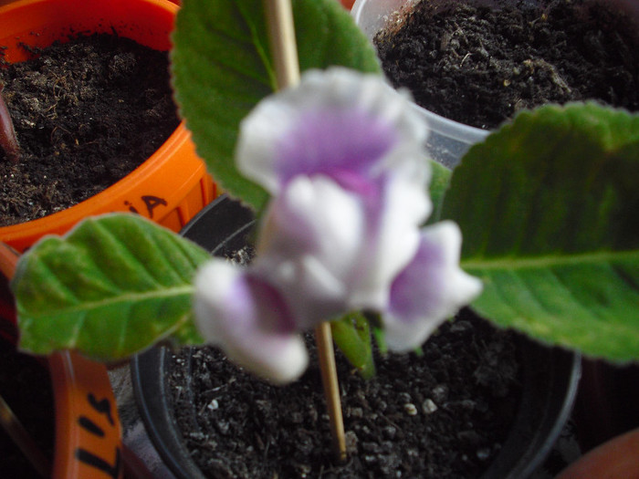 CIMG8182 - gloxinia 2012