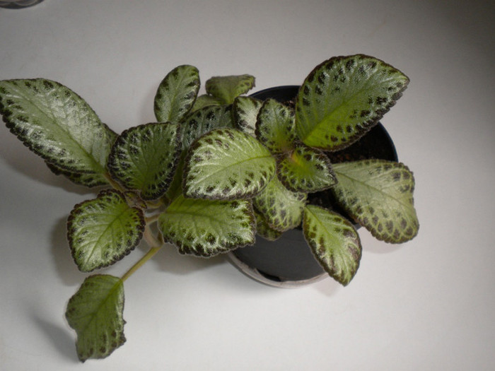 DSCN7169; Episcia ?
