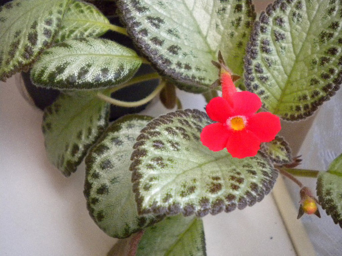 DSCN8031