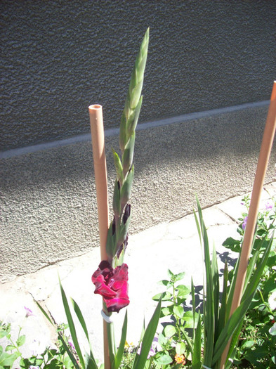 101_3192 - gladiole 2012