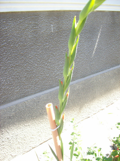 101_3193 - gladiole 2012