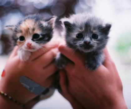 5741425305_d1e495f799_z_thumb