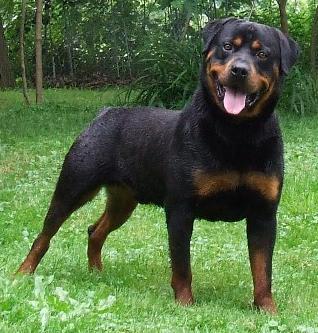 Barclays%20Sir%20Issac%20Newton%20OFA%20Excellent%20male%20Rottweiler - Catei