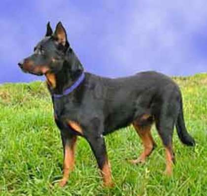 Beauceron - Catei