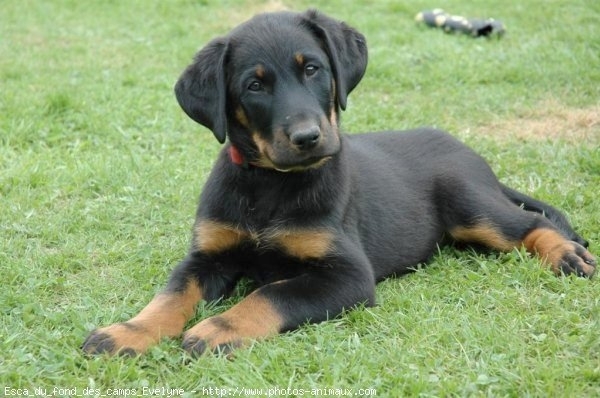 cute_Beauceron - Catei