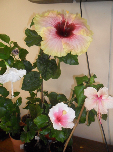 Hibiscus grup