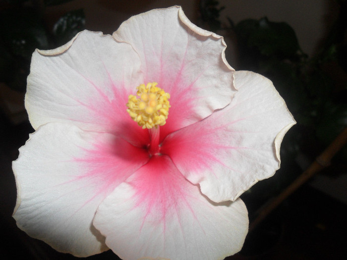 Hibiscus Bali - Hibiscus 2012-1