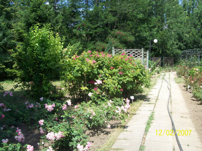 pink glodendors - botanica 2012