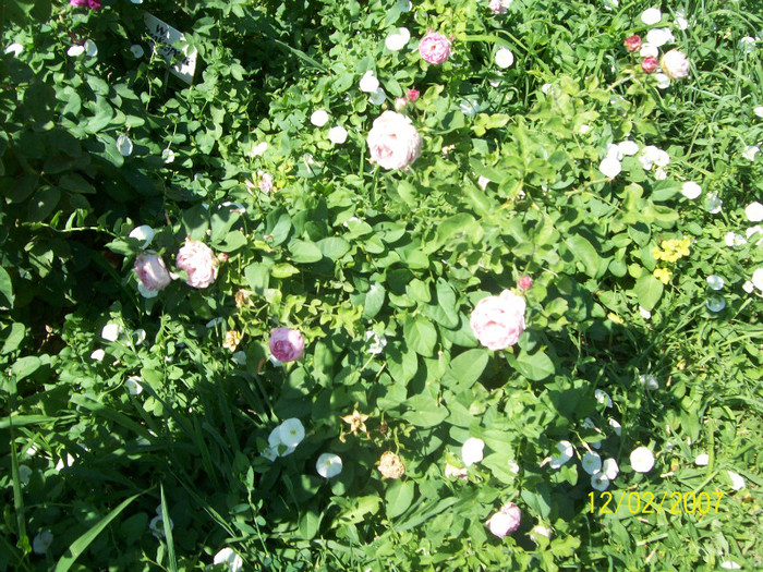 trandafiri englezesti sufocati de volbura( WS 2000,...) - botanica 2012
