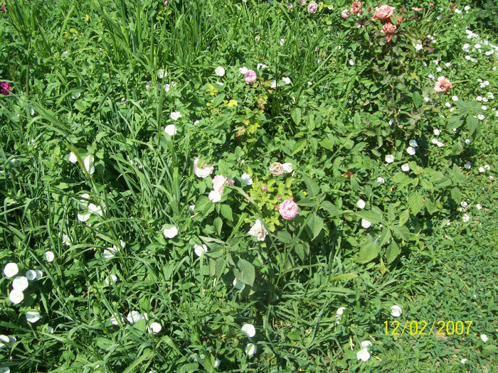 trandafiri englezesti sufocati de volbura( WS 2000,...) - botanica 2012