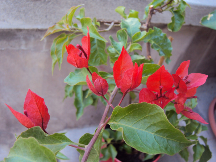 se va colora si mai intens - Bougainvillea- un nou sezon