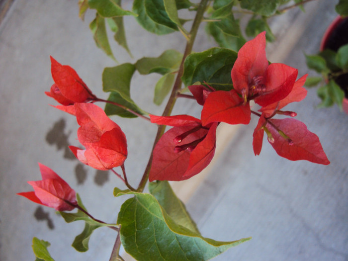 DSC07428 - Bougainvillea- un nou sezon