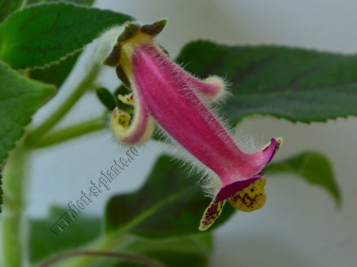 Kohleria Second Thoughts; 2012
