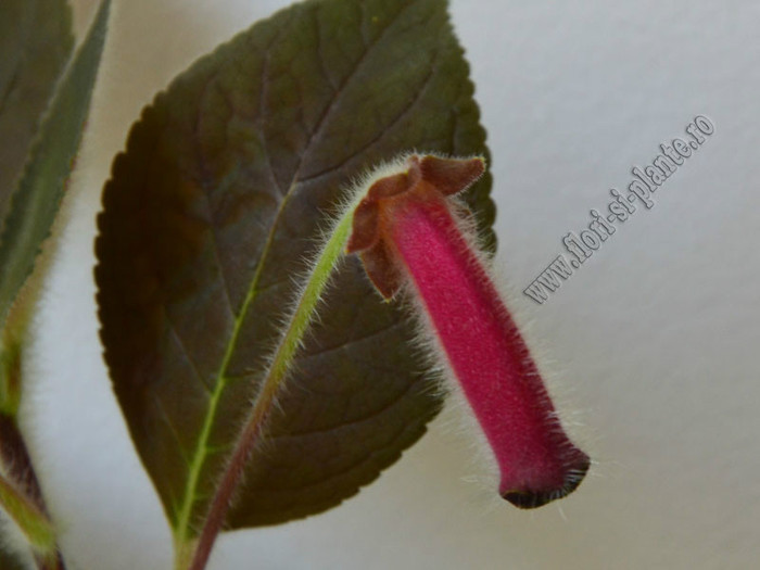 NEW - Kohleria Villands Vanga (GS); 2012
