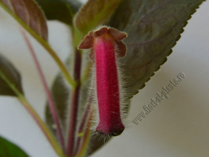 NEW - Kohleria Villands Vanga (GS); 2012
