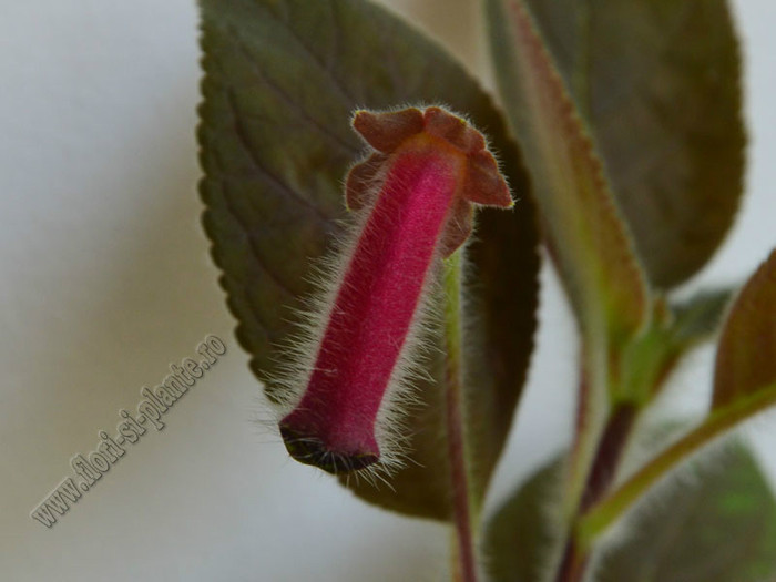 NEW - Kohleria Villands Vanga (GS); 2012
