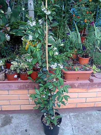 jasmine rhyncospermum