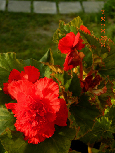 079 - 0_BEGONII
