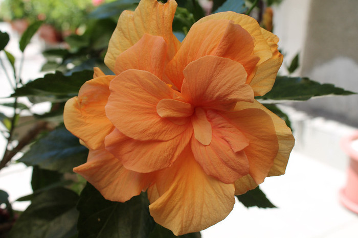 hibiscusi 003 - hibiscusi