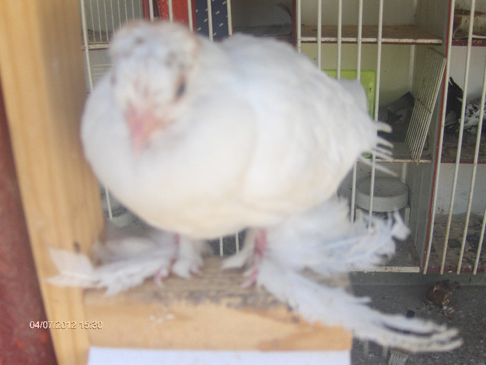 Picture 088 - pui 2012