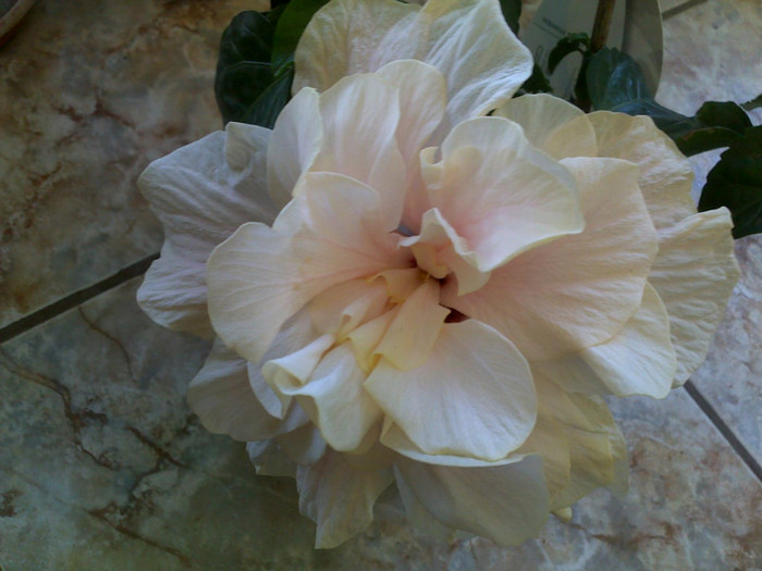 29062012452 - hibiscusi 2012