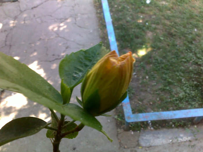 29062012458 - hibiscusi 2012