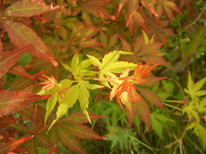 Acer palmatum Katsura (2012, July 01)