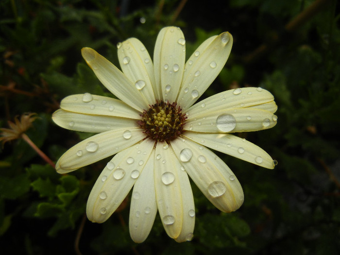 African Daisy (2012, July 01)