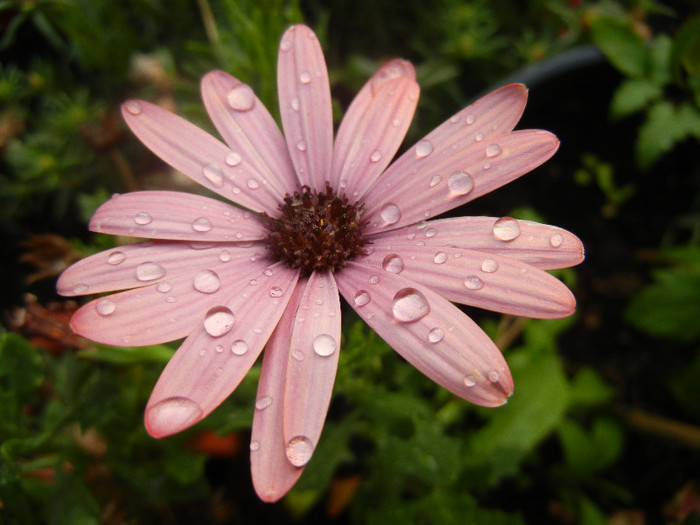 African Daisy (2012, July 01) - 2012 African Daisy