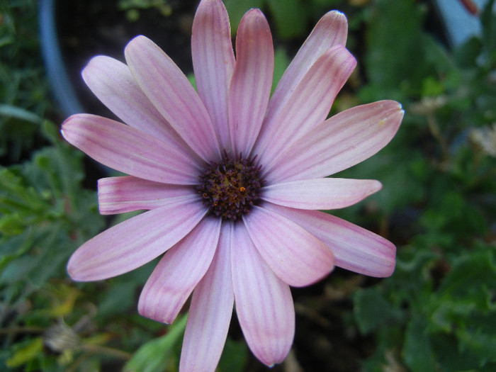 African Daisy (2012, July 03) - 2012 African Daisy