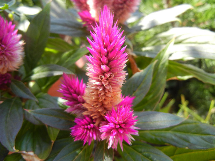 Celosia Caracas (2012, July 03)