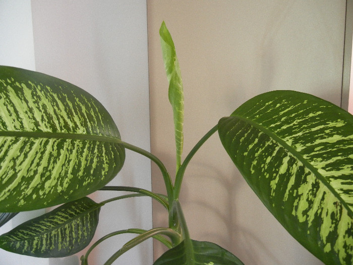 Dieffenbachia Tropic Snow (2012, Jul.03)