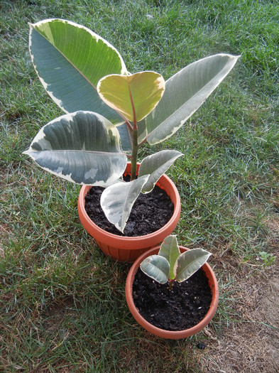 Ficus elastica Tineke (2012, July 01)