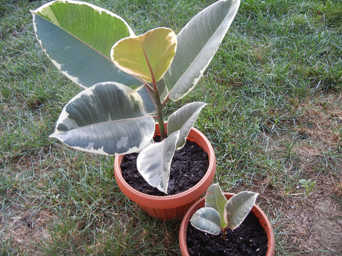 Ficus elastica Tineke (2012, July 01) - Ficus elastica Tineke