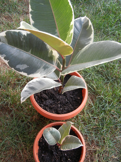 Ficus elastica Tineke (2012, July 01) - Ficus elastica Tineke